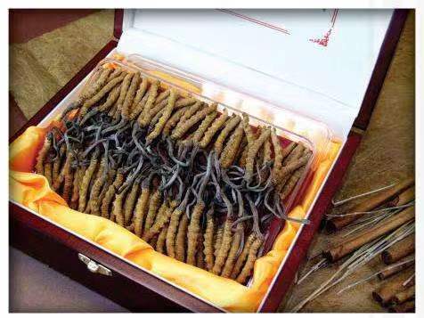 苍梧冬虫夏草回收